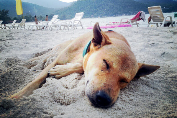 ビーチで寝る犬