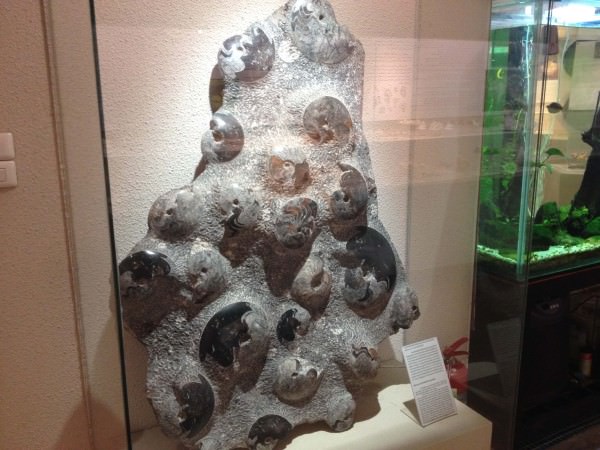 貝殻の化石