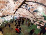 シータで撮影した桜