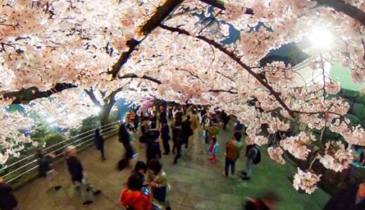 シータで撮影した桜