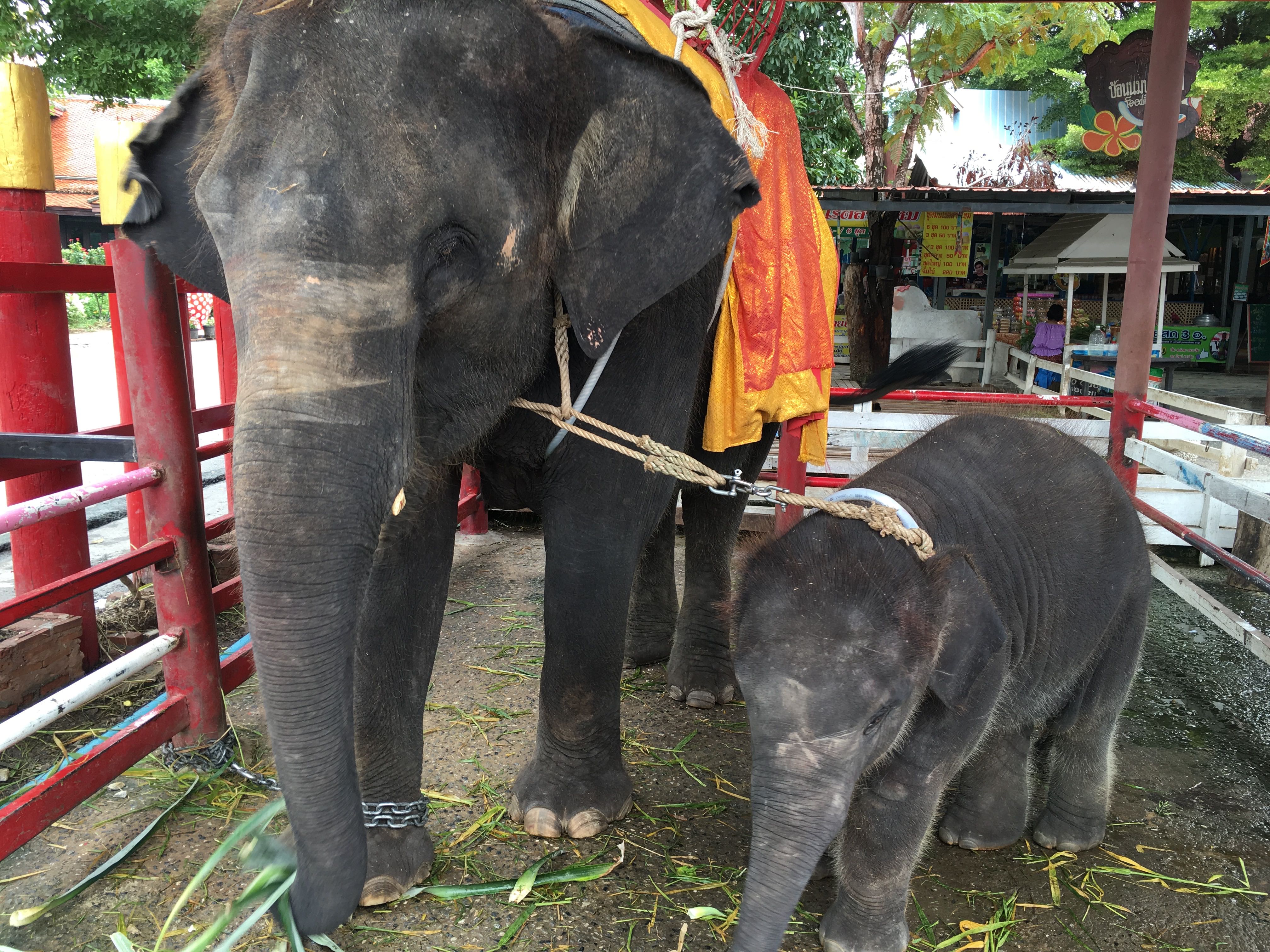 アユタヤに来たらエレファントキャンプで象乗り体験を楽しもう タイ一択