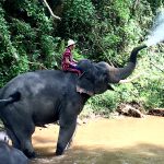 鼻から水を噴射している象