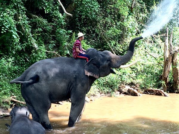 メーサーエレファントキャンプ チェンマイで象乗りをするならここしかない タイ一択