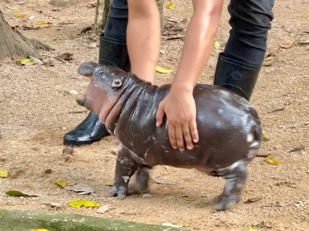 カオキアオ動物園の赤ちゃんカバムーデン