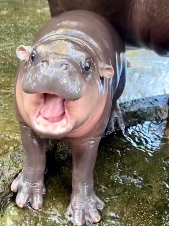 カオキアオ動物園の赤ちゃんカバムーデン２