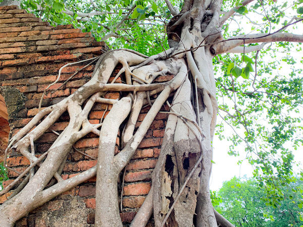 ワット・プラガーム（Wat Phra Ngam）のアーチ状の門を侵食している菩提樹
