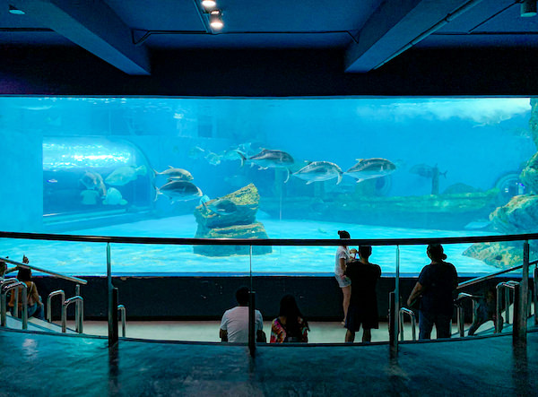 バンセン海洋科学研究所の巨大魚展示エリア１