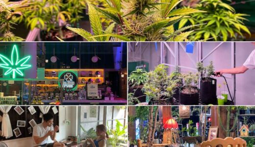 【タイ】チェンマイの素敵な大麻カフェ5軒を紹介します。