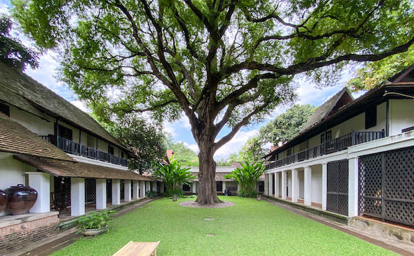 タマリンド ビレッジ チェンマイ（Tamarind Village Hotel）の敷地内に立つタマリンドの木