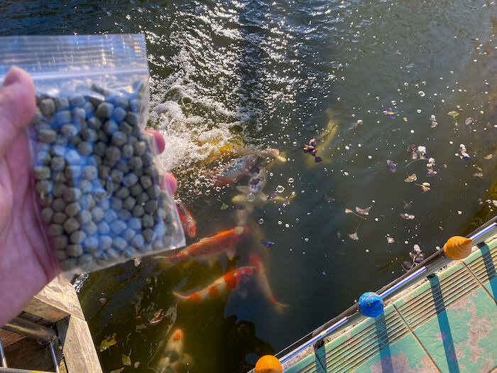 ワットパクナム日本別院境内にある池で鯉に餌やり