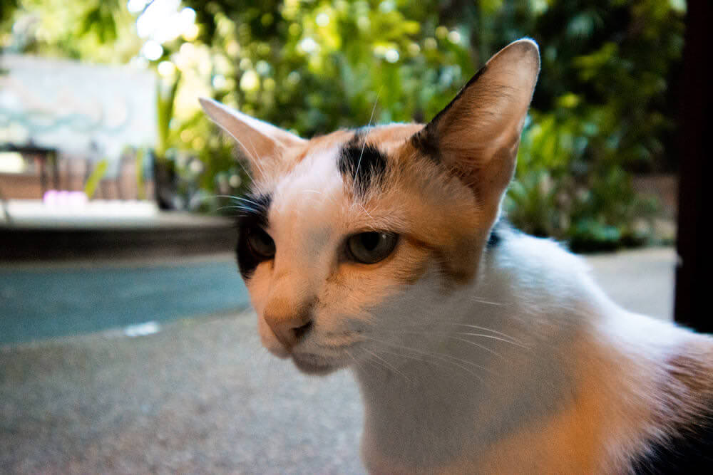 アリヤソム ヴィラ（Ariyasom villa）の敷地内にいる猫