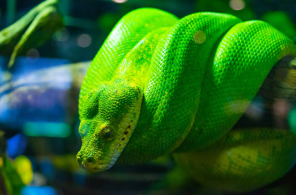 アクアリアプーケット（Aquaria Phuket）に展示されている爬虫類