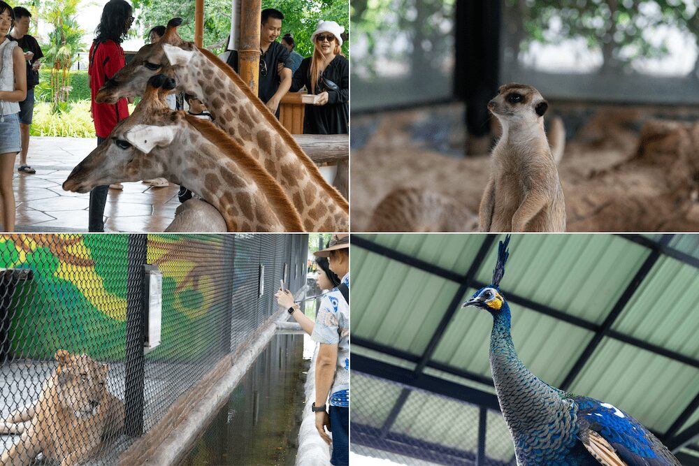 シーアユタヤライオンパーク園内の動物たち１