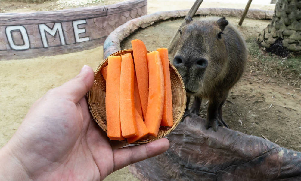 シーアユタヤライオンパークでカピバラに餌やり