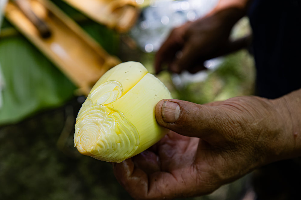 採集したバナナの芯