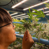 タイ・チェンマイ発「SAMURAI WEED」──日本人グロワーが育てる一番美味しい大麻の工場へ