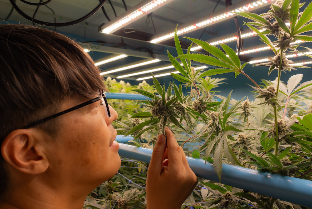 SAMURAI WEED代表のさくら氏(大麻工場にて)
