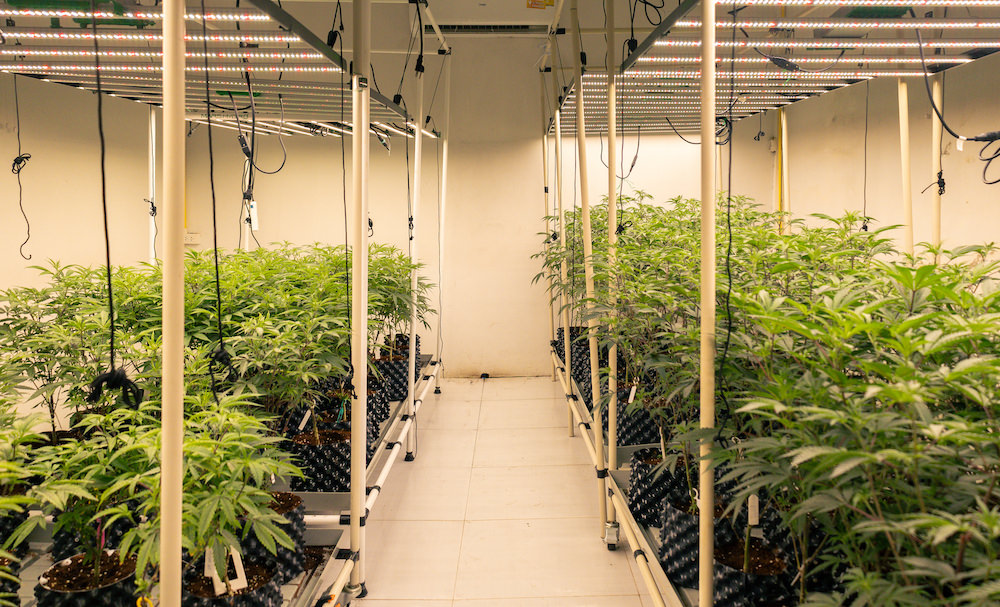 SAMURAI WEEDの大麻工場
