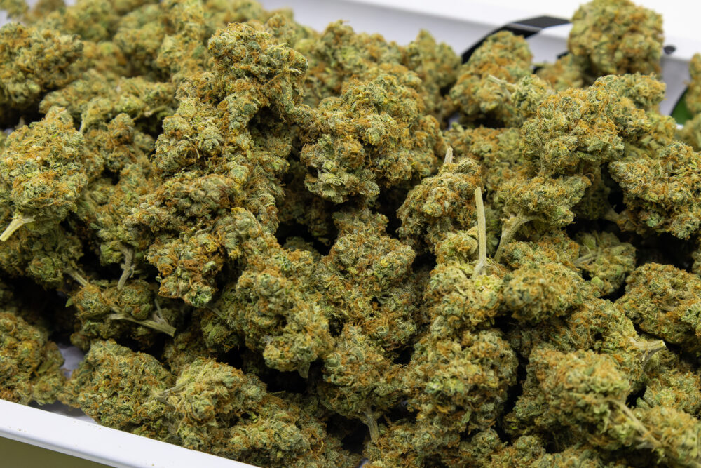 SAMURAI WEEDの大麻２
