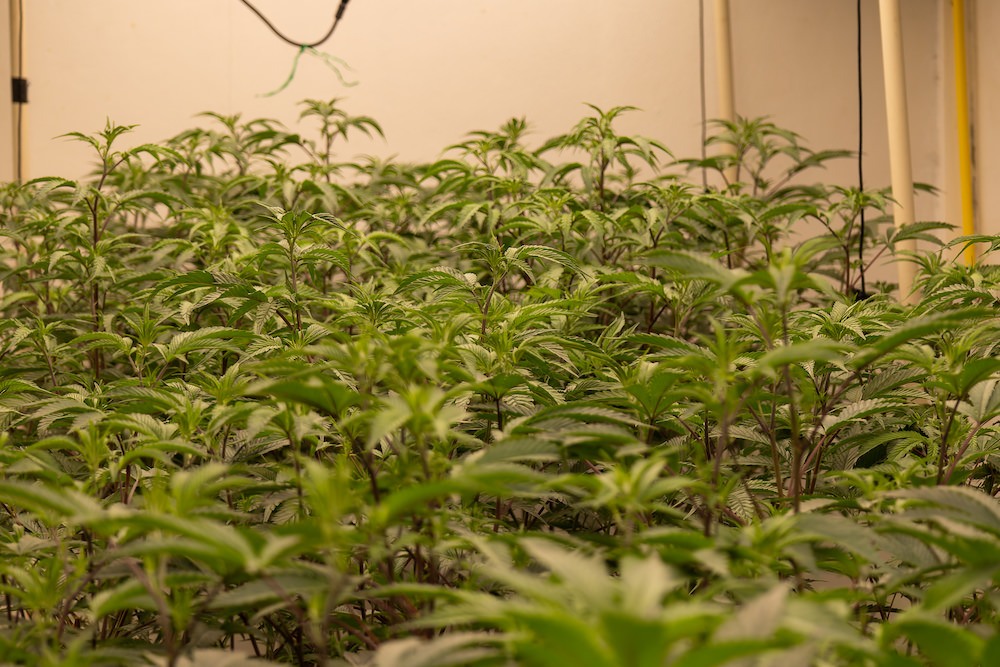 SAMURAI WEEDの大麻工場２