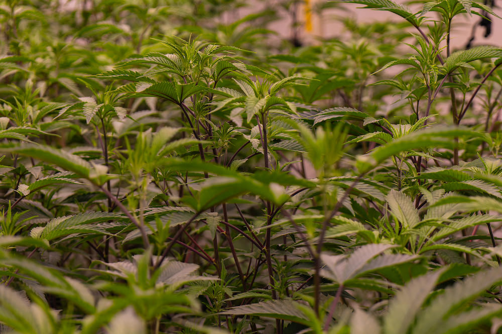 SAMURAI WEEDの大麻工場３