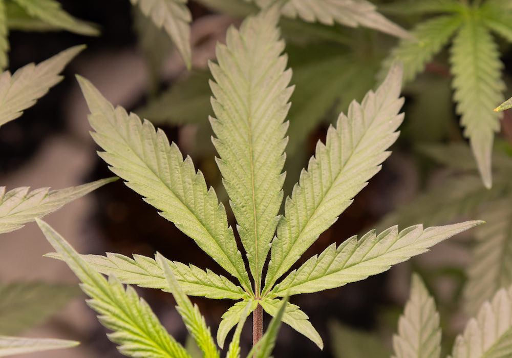 SAMURAI WEEDの大麻工場４