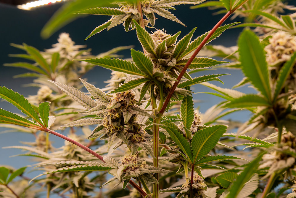 SAMURAI WEEDの大麻工場７
