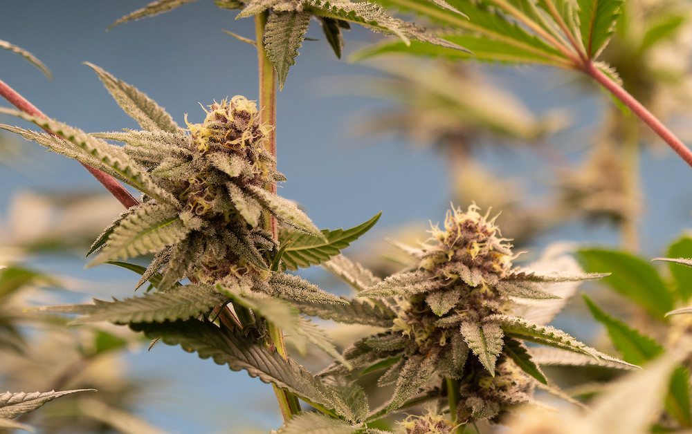 SAMURAI WEEDの大麻工場９