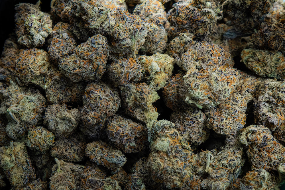 SAMURAI WEEDの大麻工場１０