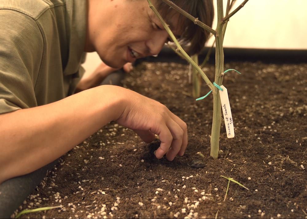 SAMURAI WEEDの大麻工場とさくらさん