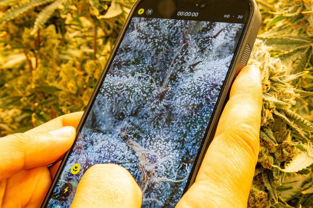 大麻のトリコームを見せてくれているArtさん