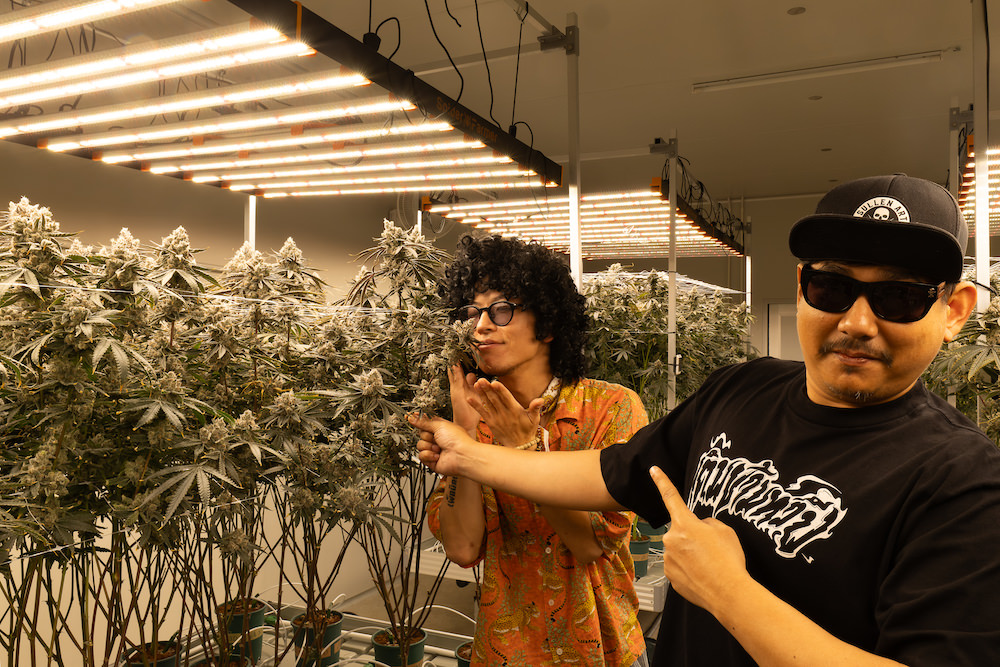 タイ人大麻農家Artさんの医療大麻ファーム