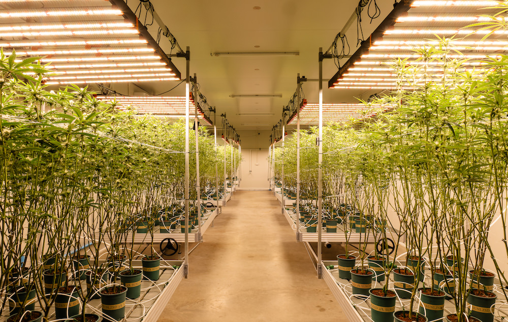 タイ人大麻農家Artさんの医療大麻ファーム2