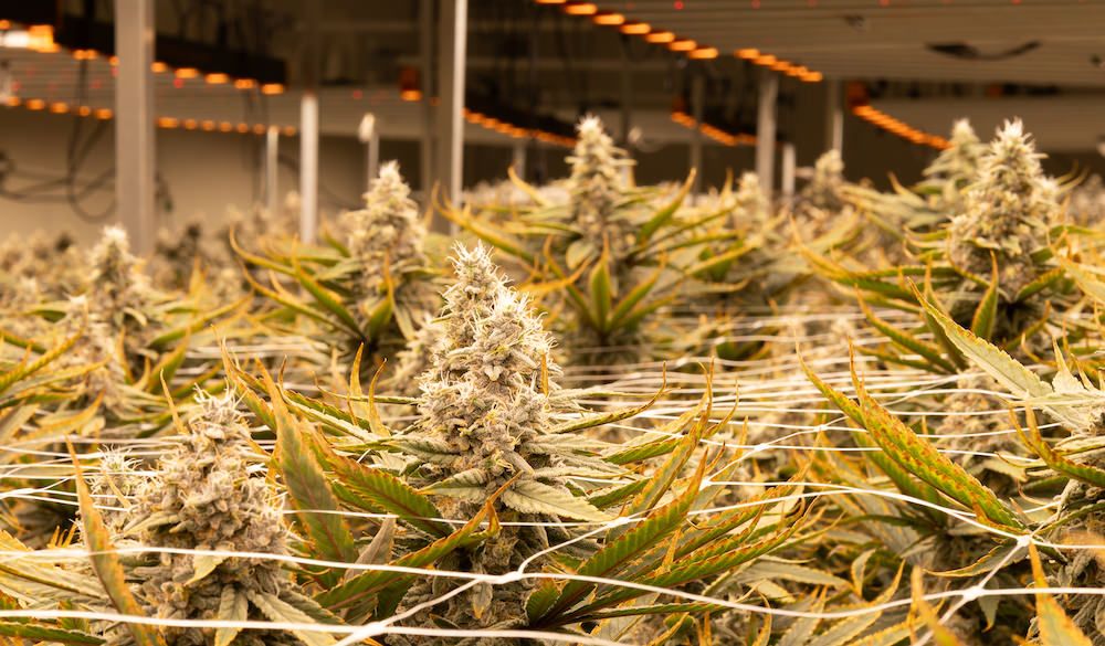 タイ人大麻農家Artさんの医療大麻ファーム3