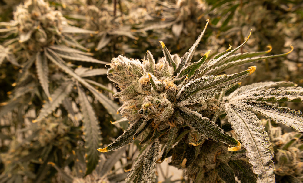 タイ人大麻農家Artさんの医療大麻ファーム4