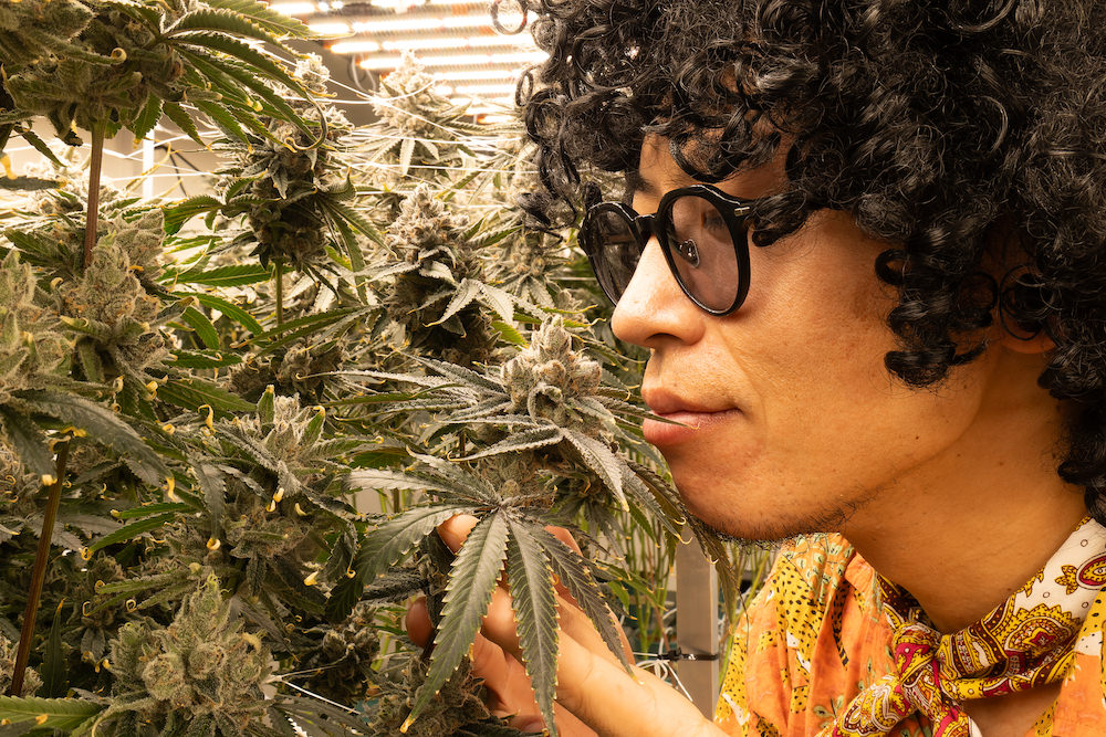 タイ人大麻農家Artさんの医療大麻ファーム5