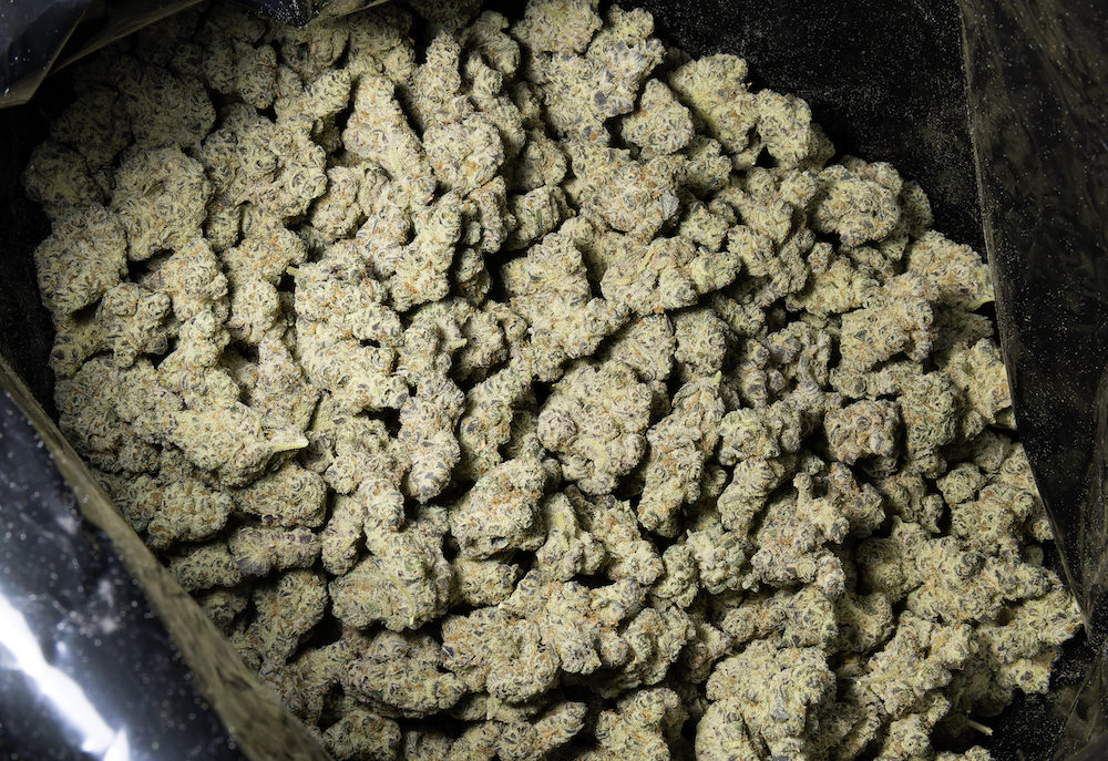 タイ人大麻農家Artさんの医療大麻ファーム6