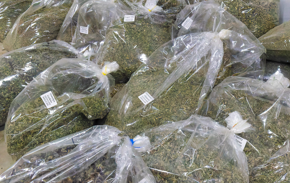 タイ人大麻農家Artさんの医療大麻ファーム7