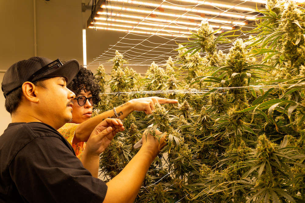 タイ人大麻農家Artさんの医療大麻ファーム9