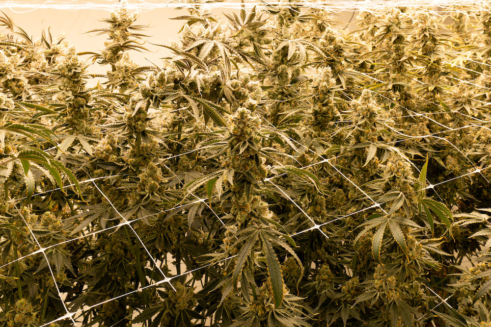 タイ人大麻農家Artさんの医療大麻ファーム10