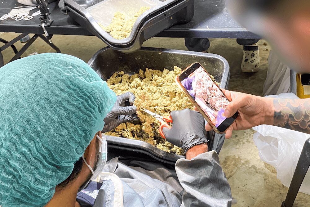 タイ人大麻農家Artさんの医療大麻ファームでの見学ツアーのトリミング体験の様子