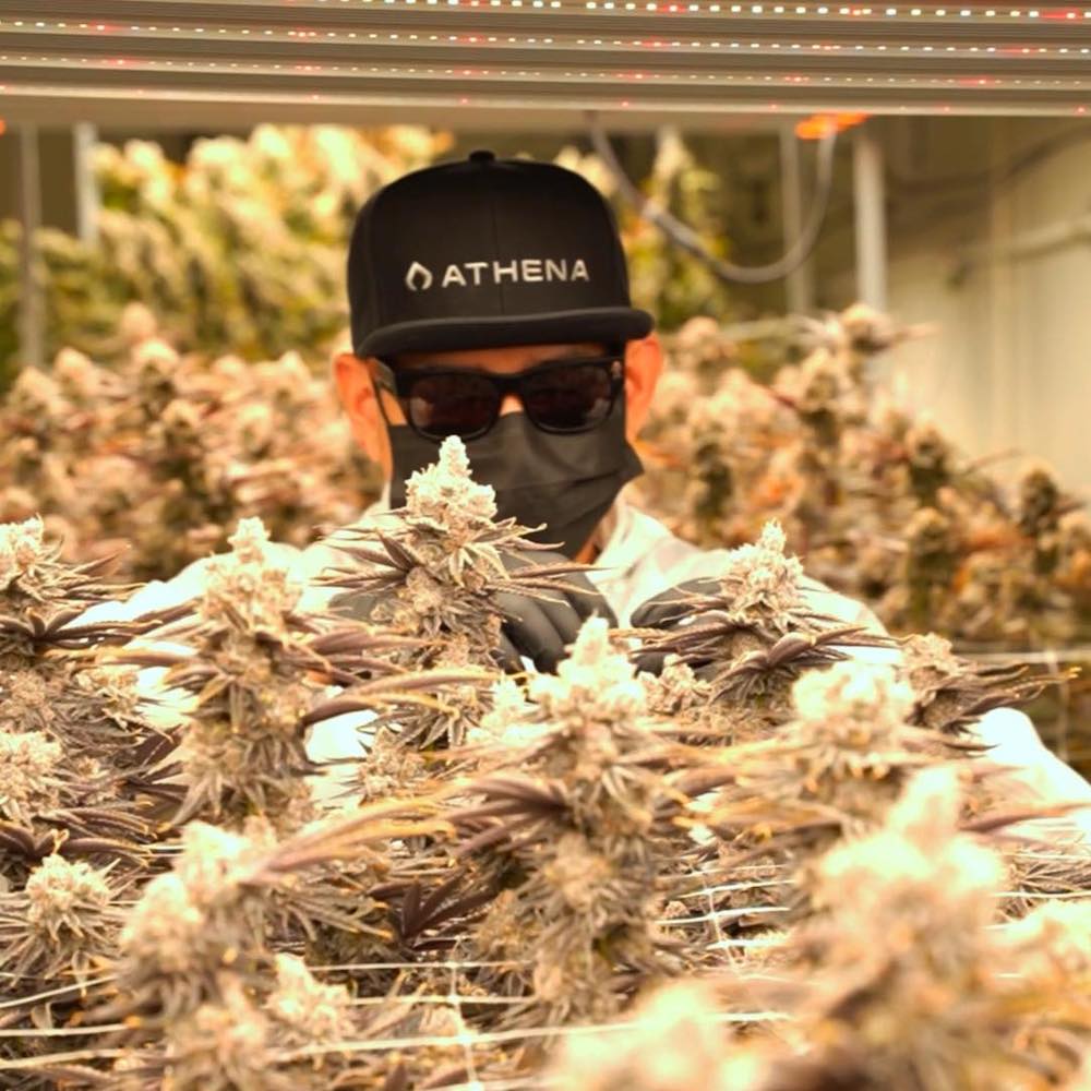 タイ人大麻農家Artさん２