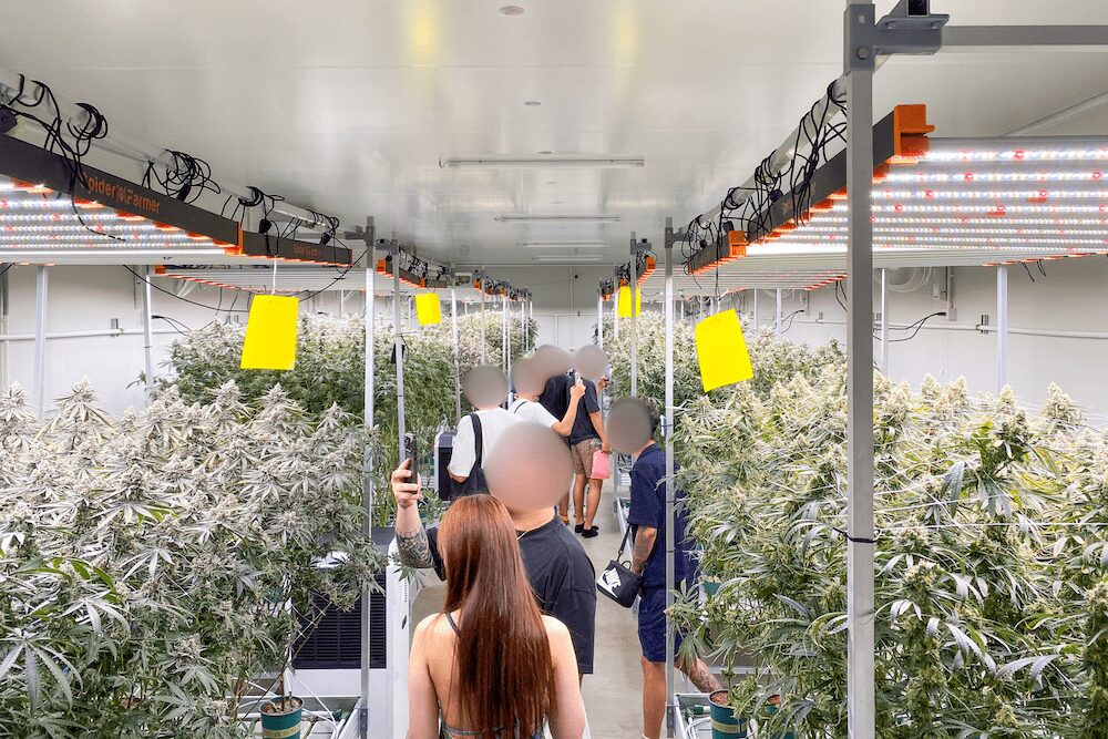 タイ人大麻農家Artさんの医療大麻ファームでの見学ツアーの様子