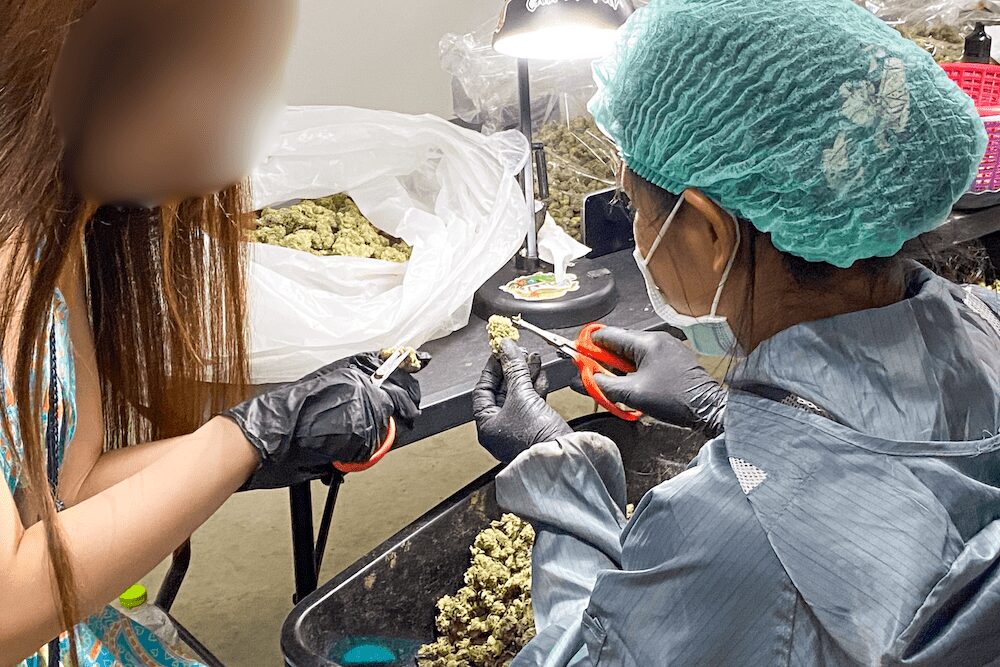 タイ人大麻農家Artさんの医療大麻ファームでの見学ツアーのトリミング体験