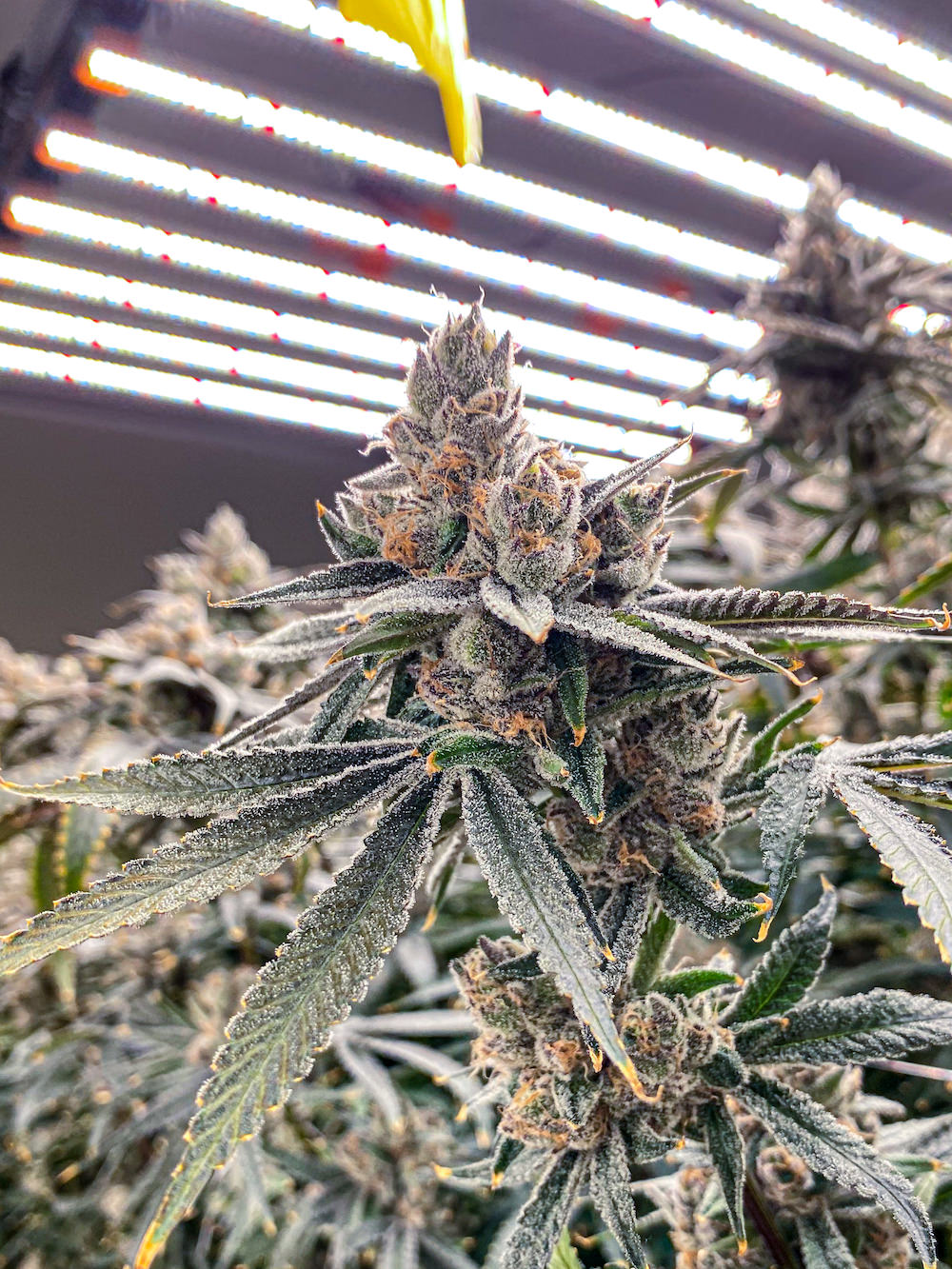 タイ人大麻農家Artさんの医療大麻ファームでの見学ツアーの様子３