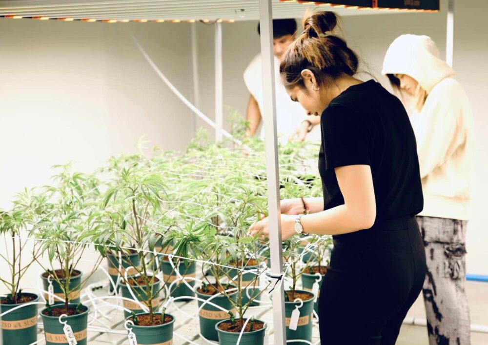 タイ人大麻農家Artさんの医療大麻ファームでの見学ツアーの様子７