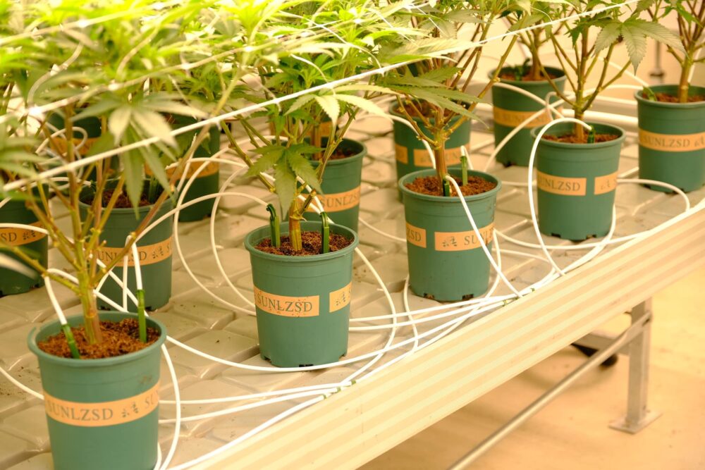 タイ人大麻農家Artさんの医療大麻ファームでの見学ツアーの様子８