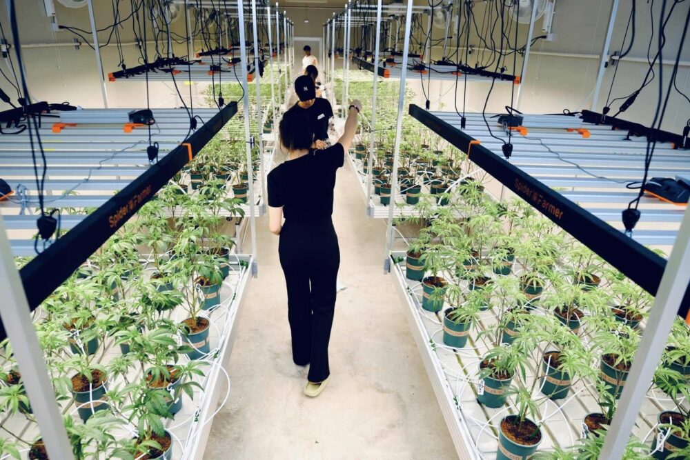 タイ人大麻農家Artさんの医療大麻ファームでの見学ツアーの様子９