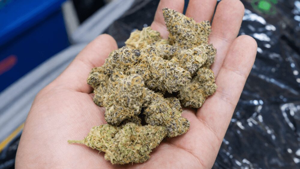 チュー チュー ヘンプ ウィード ショップ（Choo Choo Hemp Weed Shop）の5Aの大麻