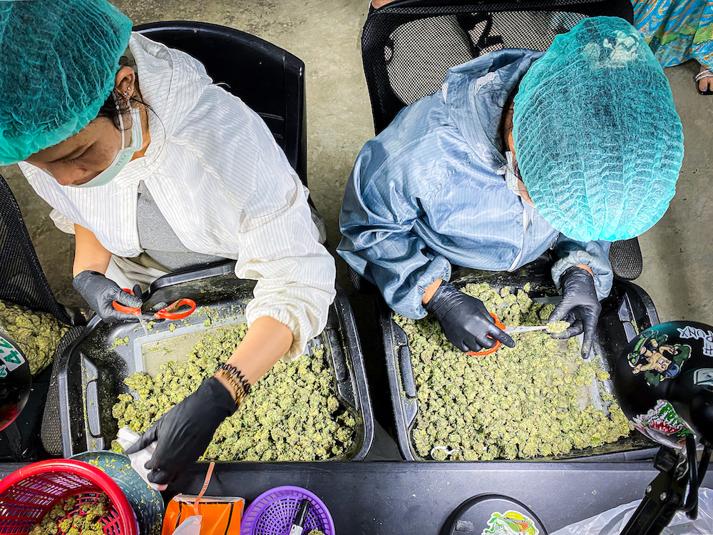 タイ人大麻農家Artさんの医療大麻ファームでの見学ツアーの様子５